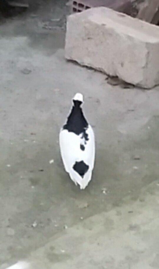 Satilir kekilli mayadi. Quyrugu cirk idi gore yolmuwdum. Indi ujee bir