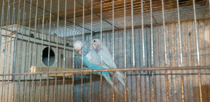 Bir cüt cex qarişığı olan spenqıl quslar satilir. Erkey goy maya