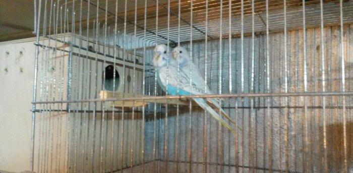 Bir cüt cex qarişığı olan spenqıl quslar satilir. Erkey goy maya