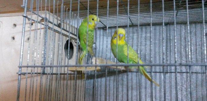 Bir cüt  cex qarişığı olan spenqıl quslar satilir. Iri ve aktiv