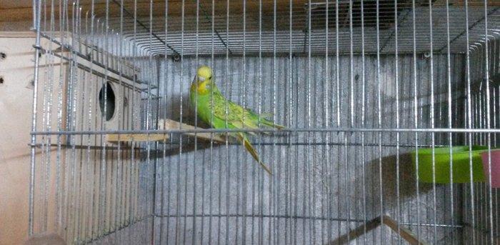 Bir cüt  cex qarişığı olan spenqıl quslar satilir. Iri ve aktiv