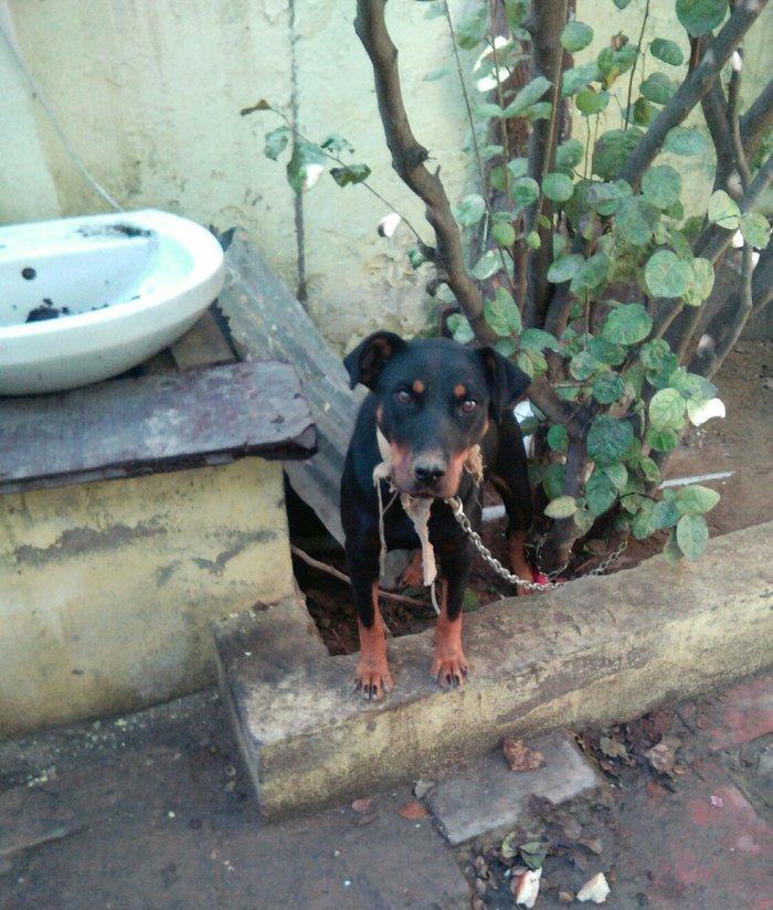 Rotwailer disi satilir texminen 6,7 ayliq  olar deqiq bilmirem yasin v