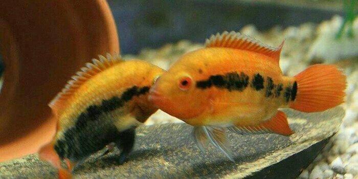 1 cùt baliq multispinoza. Ölcüleri texmini 10 sm.. Her ay 380-400 bala