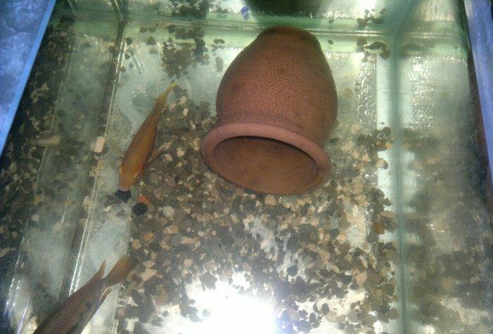 1 cùt baliq multispinoza. Ölcüleri texmini 10 sm.. Her ay 380-400 bala