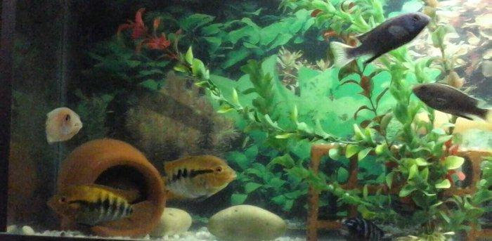 1 cùt baliq multispinoza. Ölcüleri texmini 10 sm.. Her ay 380-400 bala