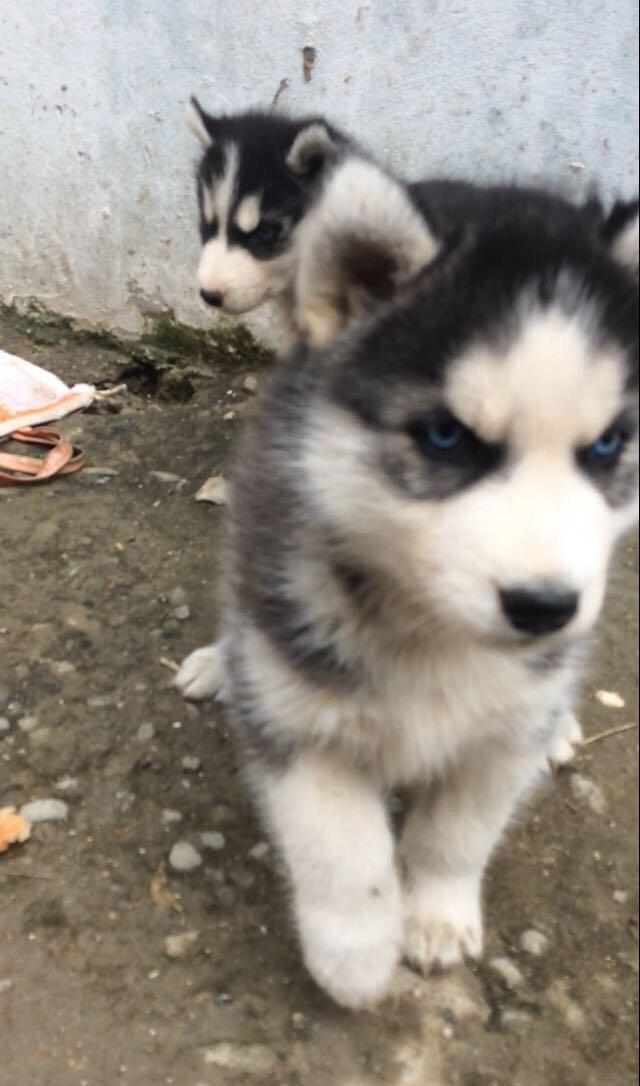 Salam temiz xaski balaları satılır 3 erkek qalıb her 2 gözleride göydü