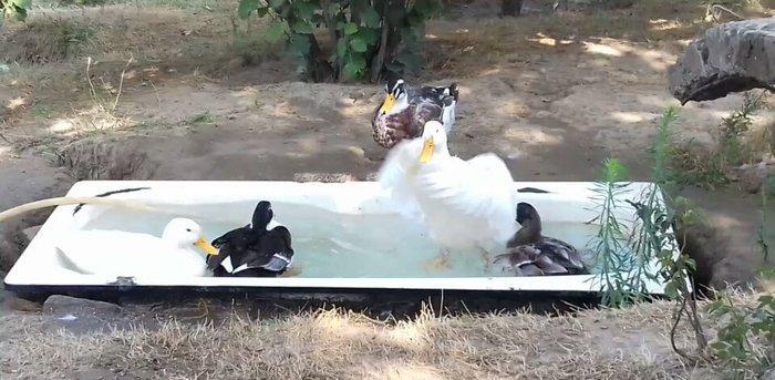 Bir cut rasisqi kuban ordeyi 16 aylıq. (((bİrİ 25 azn))) sulutepe elvi