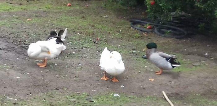 Bir cut rasisqi kuban ordeyi 16 aylıq. (((bİrİ 25 azn))) sulutepe elvi