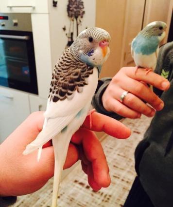 Papuqaylar satılır. İki denedi tam saglam ele öyredilmiw elden den yey