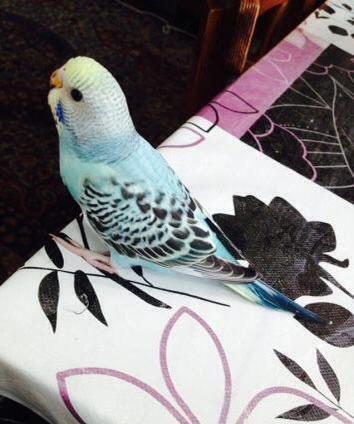 Papuqaylar satılır. İki denedi tam saglam ele öyredilmiw elden den yey