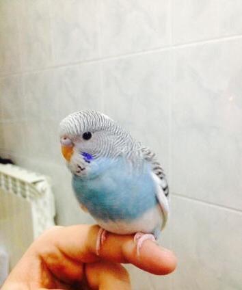 Papuqaylar satılır. İki denedi tam saglam ele öyredilmiw elden den yey