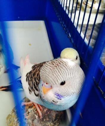 Papuqaylar satılır. İki denedi tam saglam ele öyredilmiw elden den yey