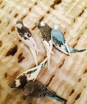 Papuqaylar satılır. İki denedi tam saglam ele öyredilmiw elden den yey