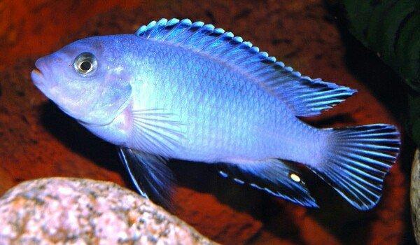 Göy pindani balıqları. Ozum artirmisam. Boyları 3. 5 sm 2 azn. Unvan y