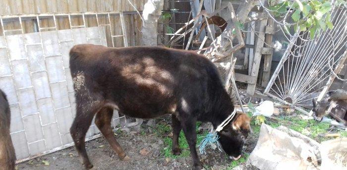 bordax danalar 3 dənə razılaşmaq yolu ilə qiyməti biri 1200 manat