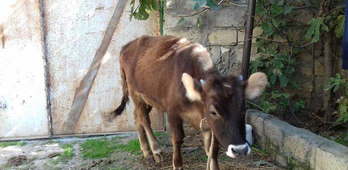 bordax danalar 3 dənə razılaşmaq yolu ilə qiyməti biri 1200 manat