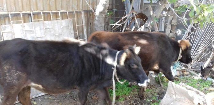 bordax danalar 3 dənə razılaşmaq yolu ilə qiyməti biri 1200 manat