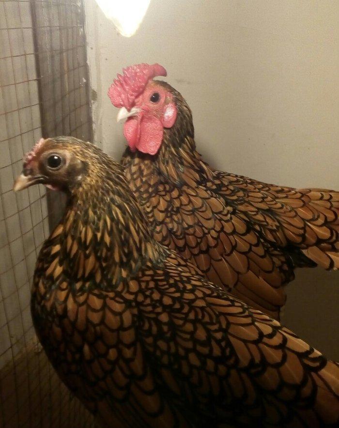 sağlam temiz qan tam mayalı Gumusu ve Qizili Zibrayit yumurtası satira