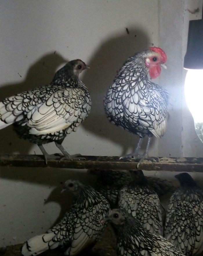 sağlam temiz qan tam mayalı Gumusu ve Qizili Zibrayit yumurtası satira