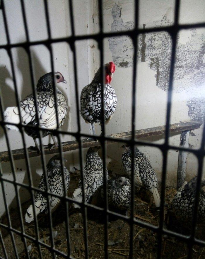 sağlam temiz qan tam mayalı Gumusu ve Qizili Zibrayit yumurtası satira