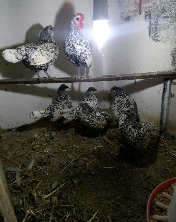 sağlam temiz qan tam mayalı Gumusu ve Qizili Zibrayit yumurtası satira