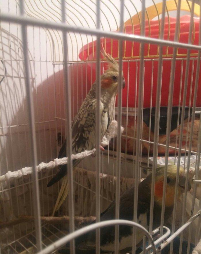 cut karella qefesle yawil qefesle bir yerde bir defe bala verib yene y