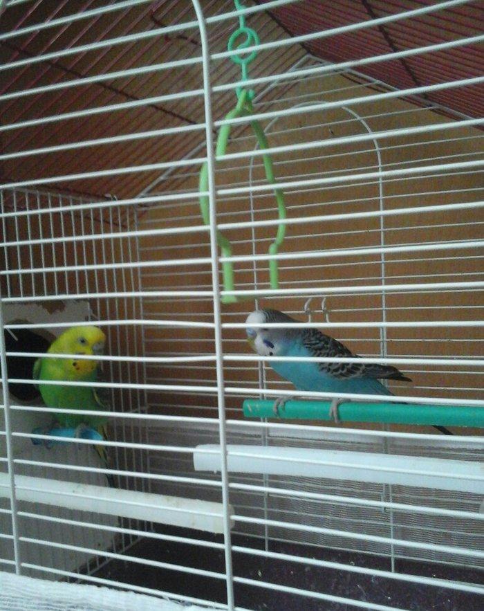 erkek  dişi  cüt  quş.qefes  su  qabı  yem  qabı  hamsı  bir  yerde  5