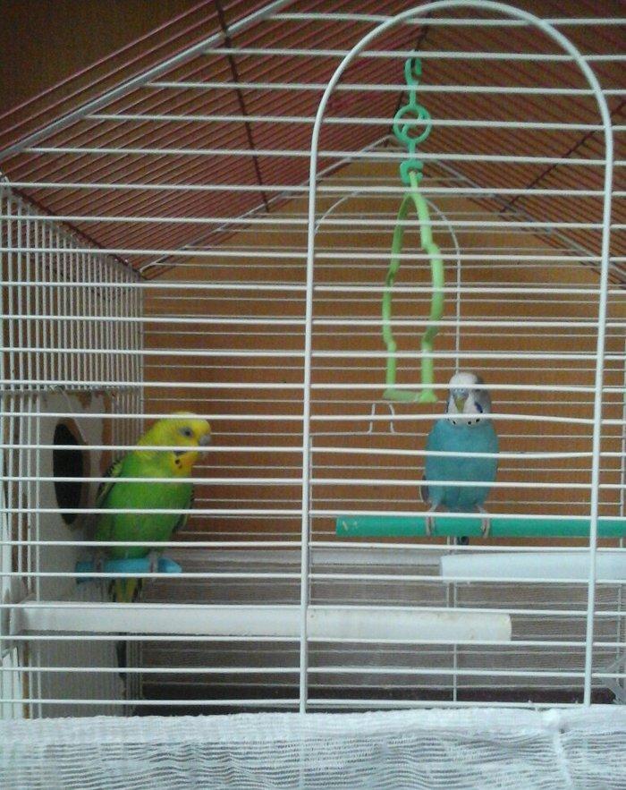 erkek  dişi  cüt  quş.qefes  su  qabı  yem  qabı  hamsı  bir  yerde  5