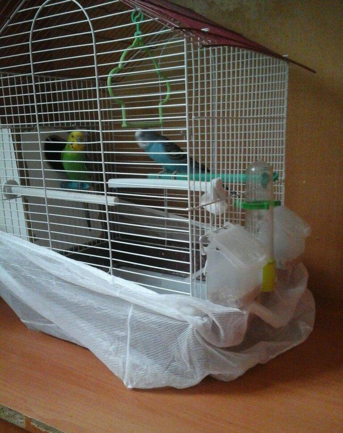 erkek  dişi  cüt  quş.qefes  su  qabı  yem  qabı  hamsı  bir  yerde  5