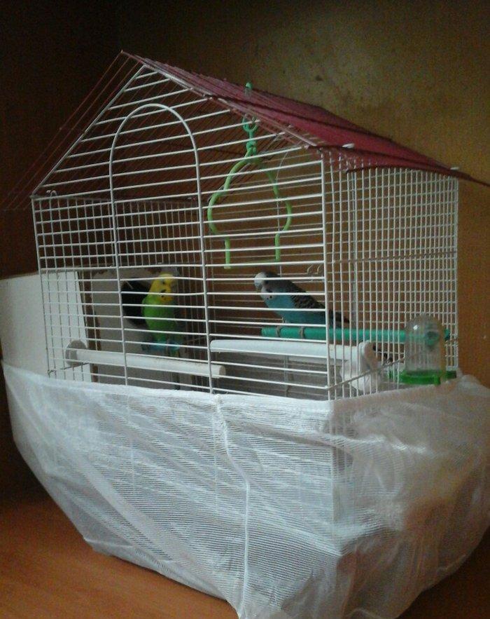 erkek  dişi  cüt  quş.qefes  su  qabı  yem  qabı  hamsı  bir  yerde  5