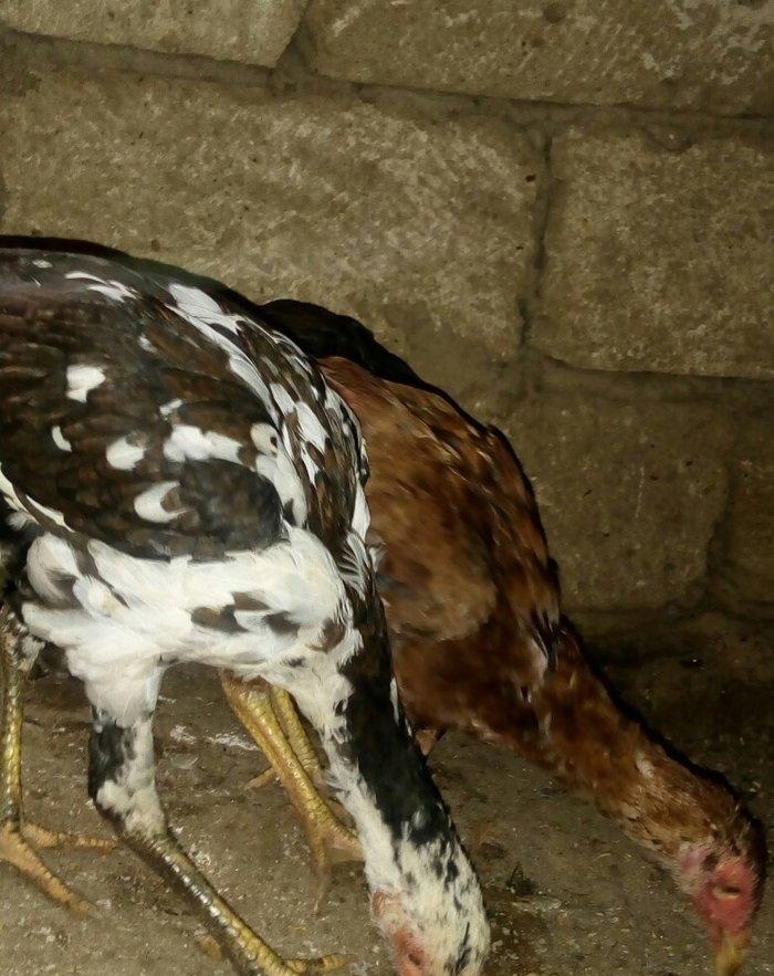 heyratı hər ayda hər yaşda heyratı vaxtım yoxdur baxmağa ona görə satı