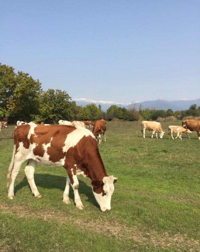 İnek sürüsü satılır, 40 baş simmental cinsli boğaz düyeler. Yerli şera