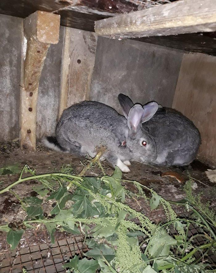 Dosan ve dosan balasi satiram. Xayis edirem bu nomreye zeng edesiz