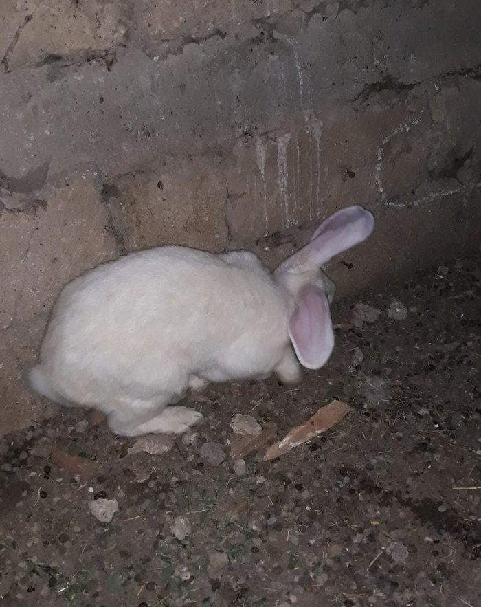 Dosan ve dosan balasi satiram. Xayis edirem bu nomreye zeng edesiz