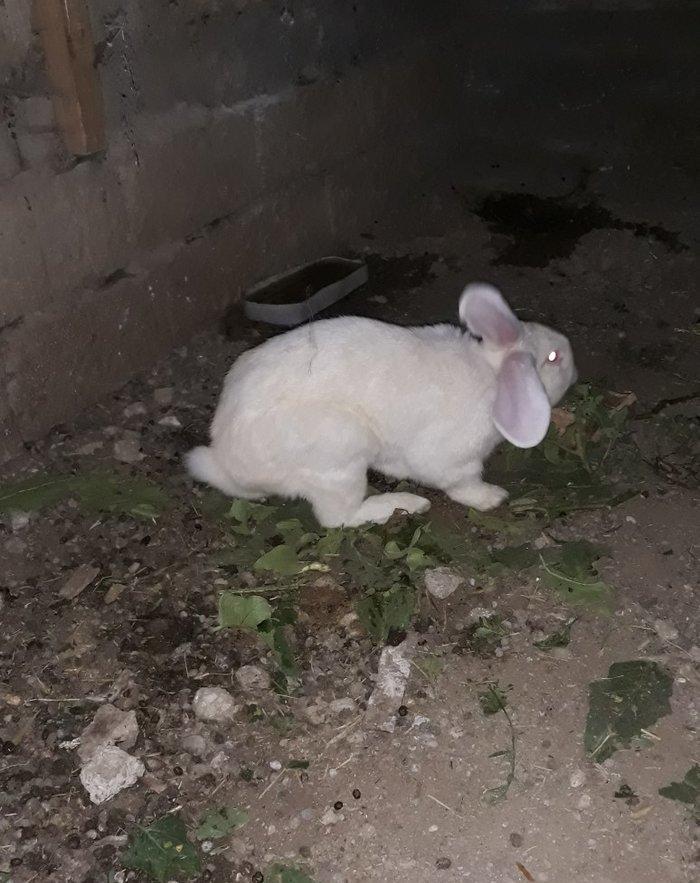 Dosan ve dosan balasi satiram. Xayis edirem bu nomreye zeng edesiz