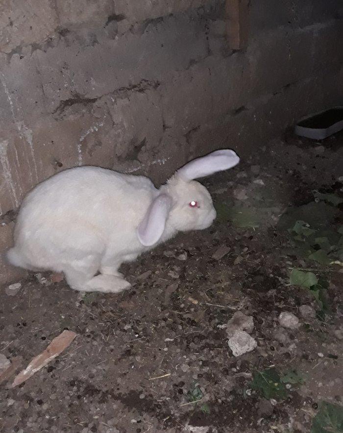 Dosan ve dosan balasi satiram. Xayis edirem bu nomreye zeng edesiz