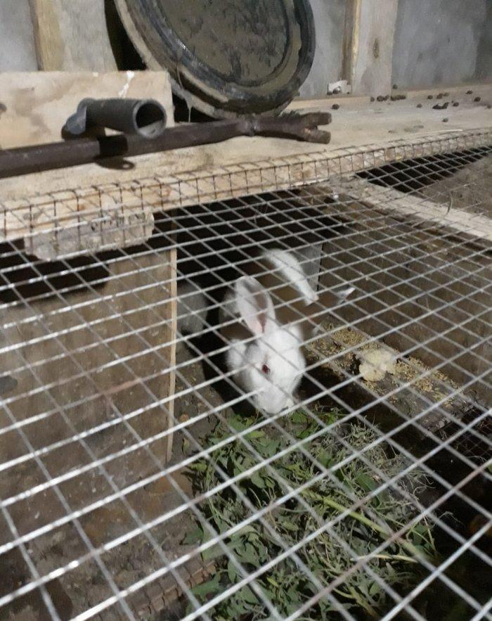 Dosan ve dosan balasi satiram. Xayis edirem bu nomreye zeng edesiz