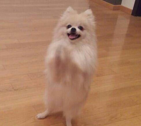 temız ev ıtıdı hecbır xesdelıyı yoxdu pasbortu var  cınsı erkeydı  1