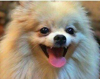 temız ev ıtıdı hecbır xesdelıyı yoxdu pasbortu var  cınsı erkeydı  1