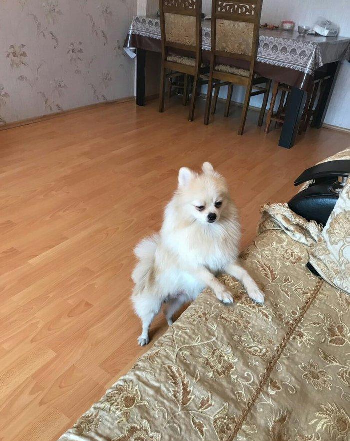 temız ev ıtıdı hecbır xesdelıyı yoxdu pasbortu var  cınsı erkeydı  1