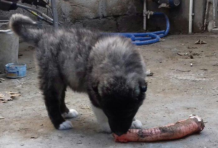 Şamaxi coban itidi 40 gunluk kucuydu ite baxanda bilinir nece it oldug