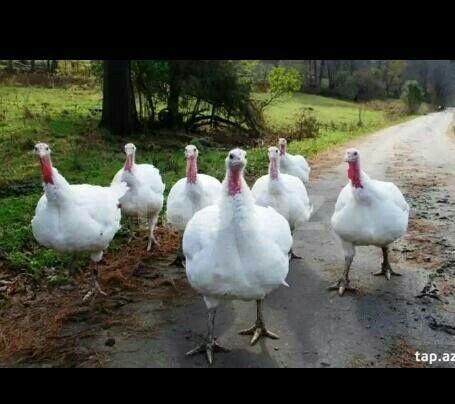 bucur sekildeki kimi etlik hind qusu aliram 1 erkey 1 disi esl olanlar