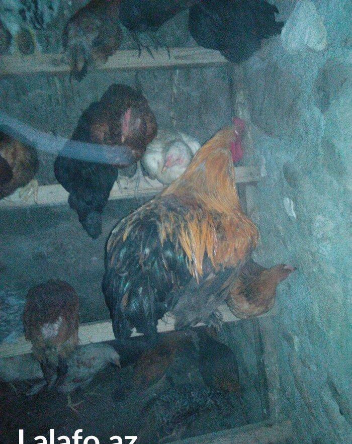 1 illik tam saglam brama xoruzu satilir  (cox iri heyvandi)
butun