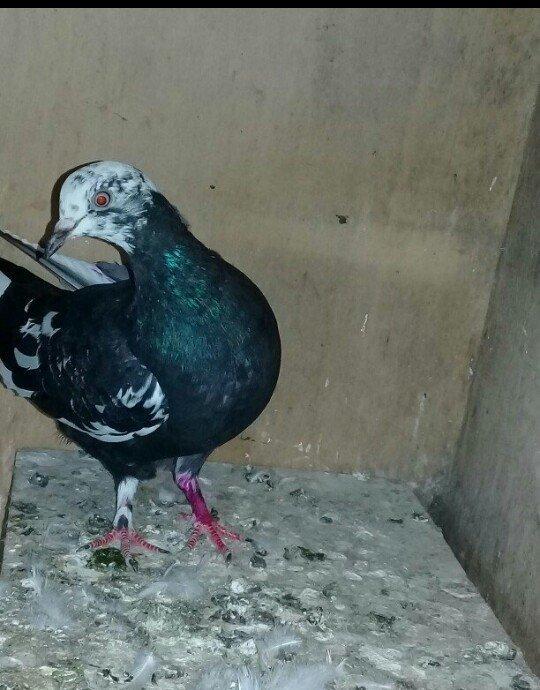 Salam quş satılır mayadı cavan quşdu cütə hazırdı.hec bir prablemi yox