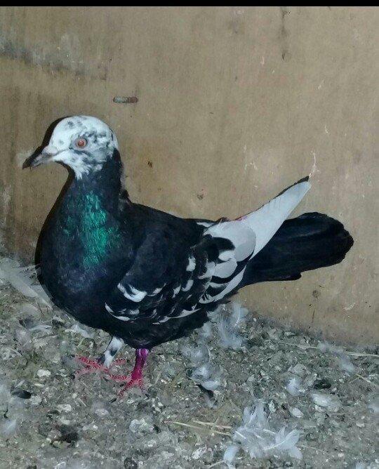 Salam quş satılır mayadı cavan quşdu cütə hazırdı.hec bir prablemi yox