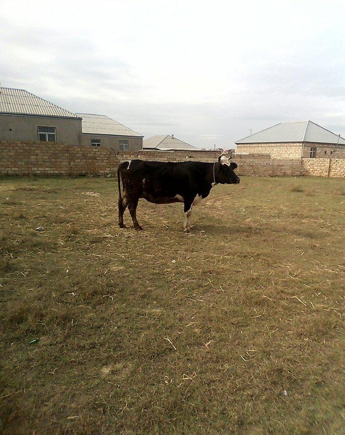 ineyler satilir. 3 dene heyvandi . 2 balali bir bogaz iney . balalilar