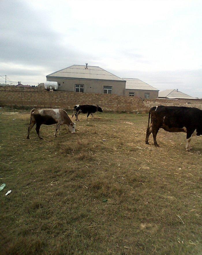 ineyler satilir. 3 dene heyvandi . 2 balali bir bogaz iney . balalilar