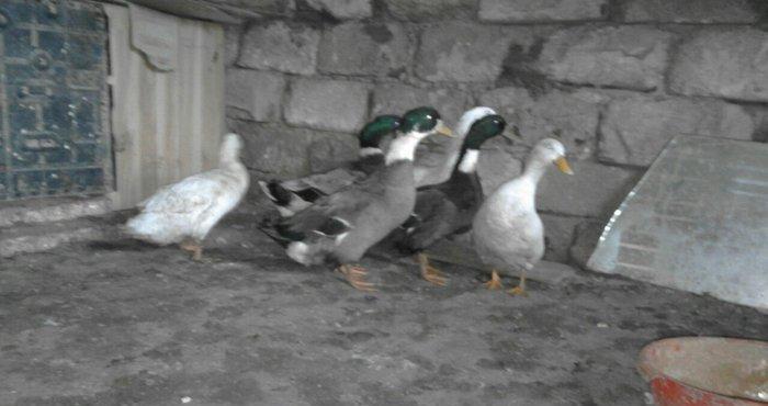 Salam sesli ordek balalari satilir 15- azn  5- ayliqdi  6- ededdir