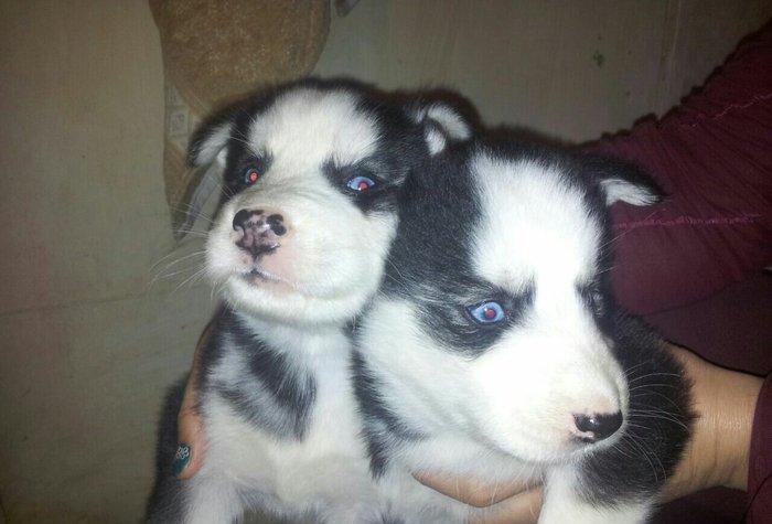 Haski balalari satılır temiz qandi erkekde var diwide,,ayın 4 i 1 ayla