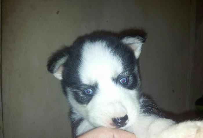 Haski balalari satılır temiz qandi erkekde var diwide,,ayın 4 i 1 ayla